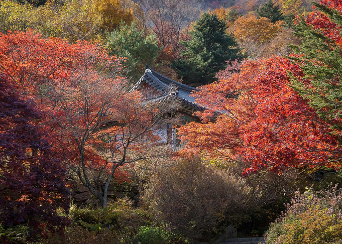 Autumn Glory