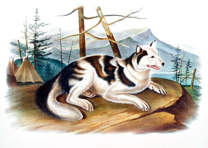 Hare Indian Dog