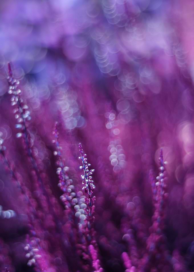 Autumn purple heathers
