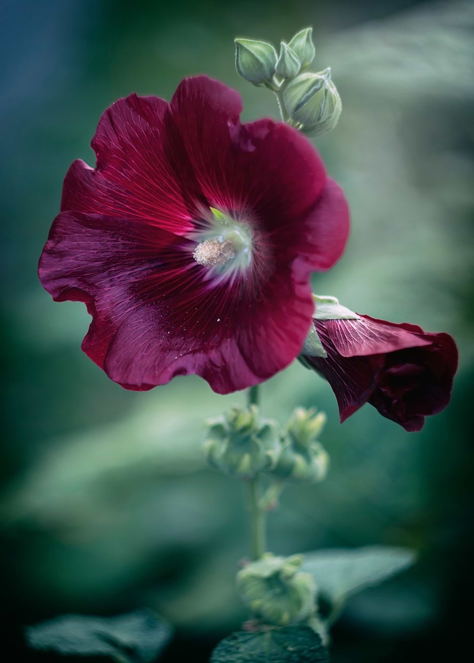 Purple hollyhocks, macro