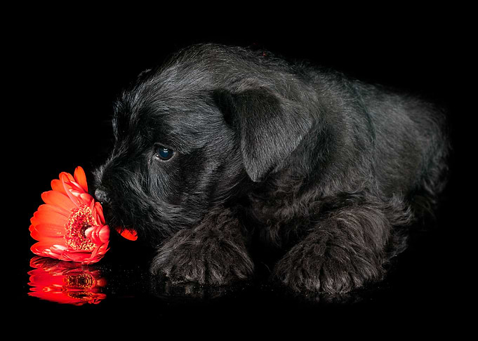 Animals