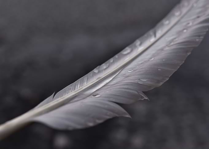 Swan feather water drops