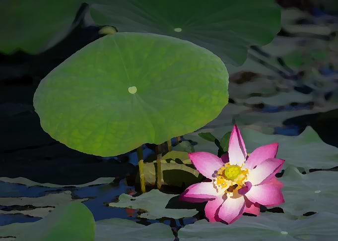 Lotus