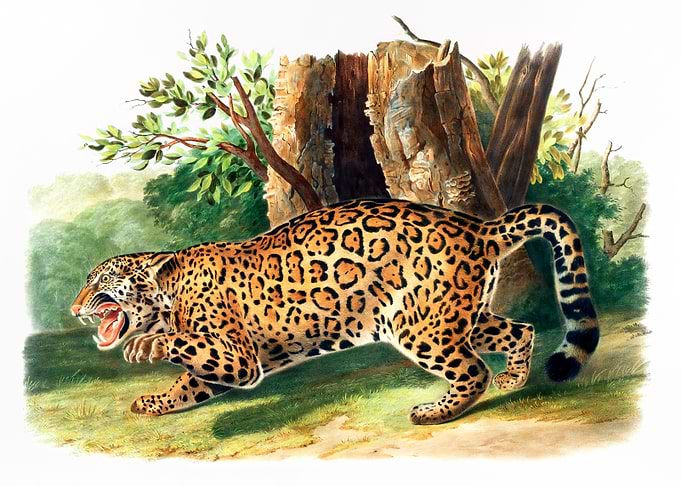 Jaguar