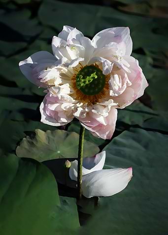 Lotus