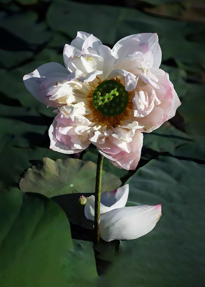 Lotus