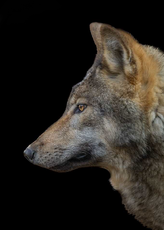 Wolf Eyes of the Wild
