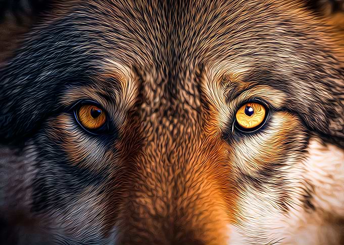 Wolf