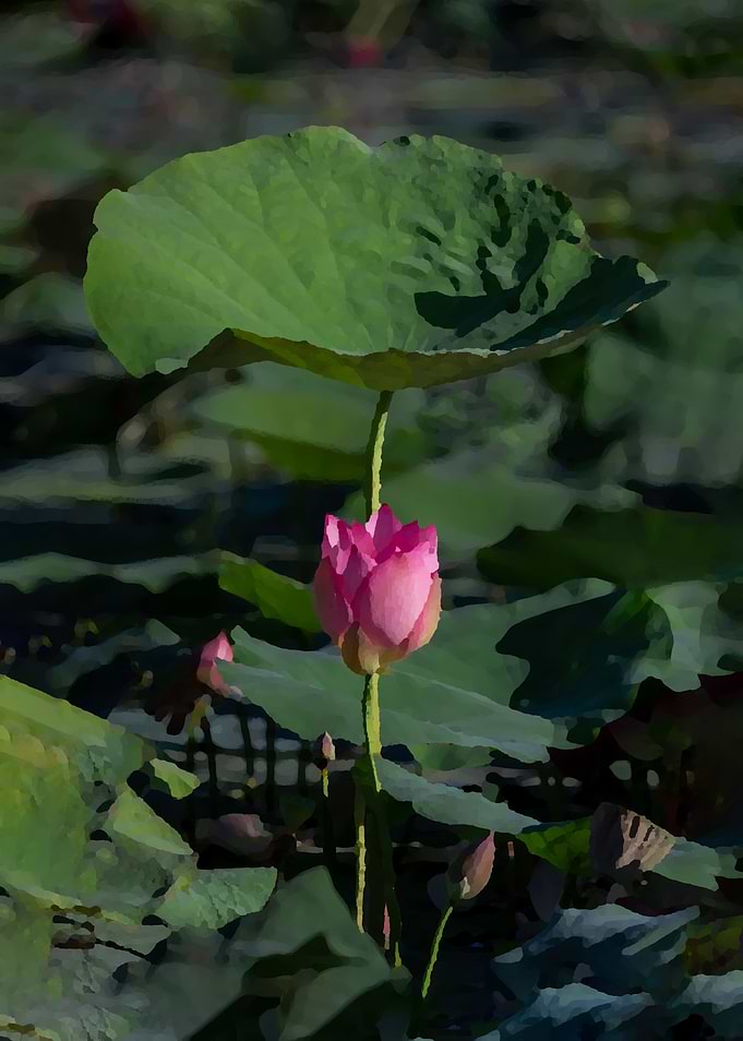 Lotus
