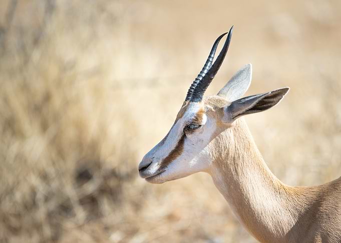 Springbok portrait
