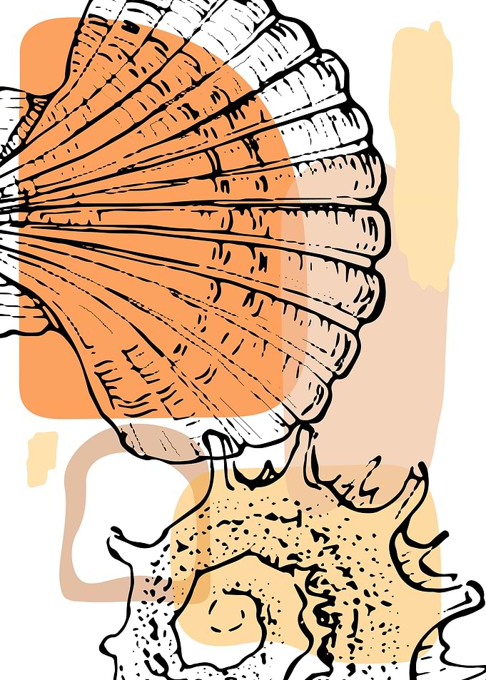 Sea Shell Ocean