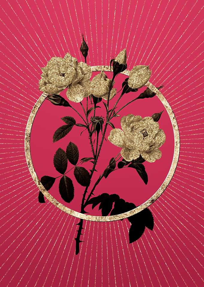 White Rose on Viva Magenta
