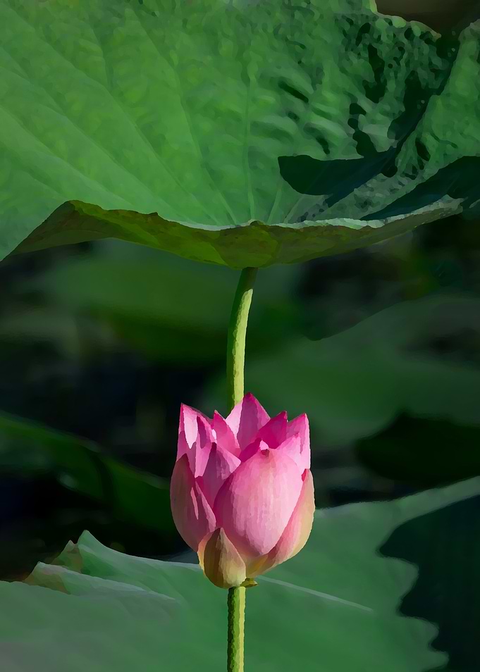 Lotus