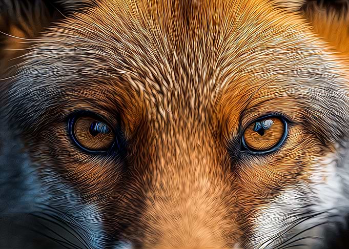 Fox