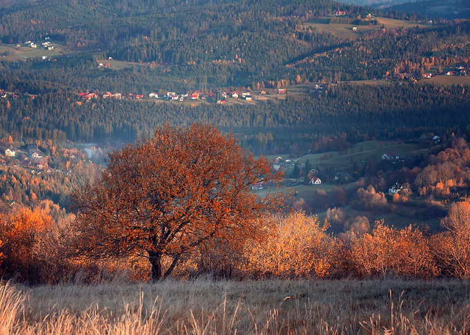 Autumn trees, forest, view