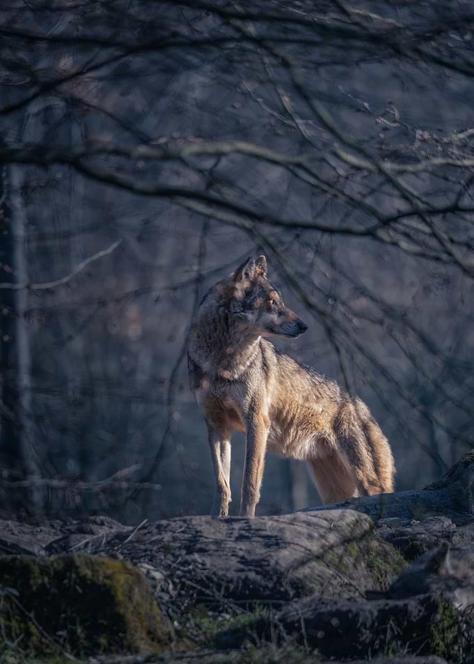 Wolf king of the forest