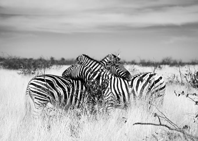 Zebras hugging