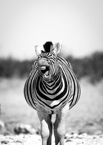 Funny zebra