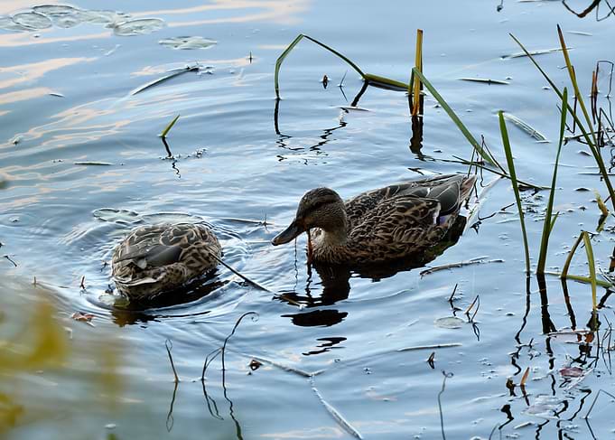 Pair of Fall Mallards