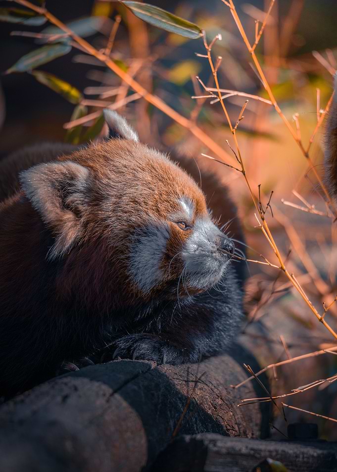 Sleepy red panda