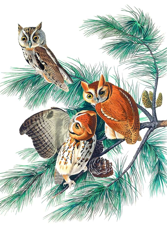 Little Screech Owl
