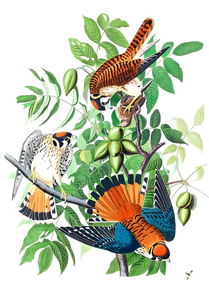 American Sparrow Hawk
