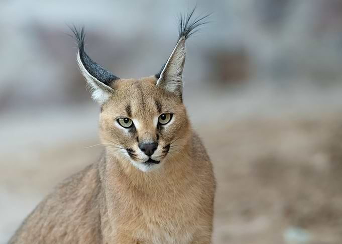 Caracal portrait