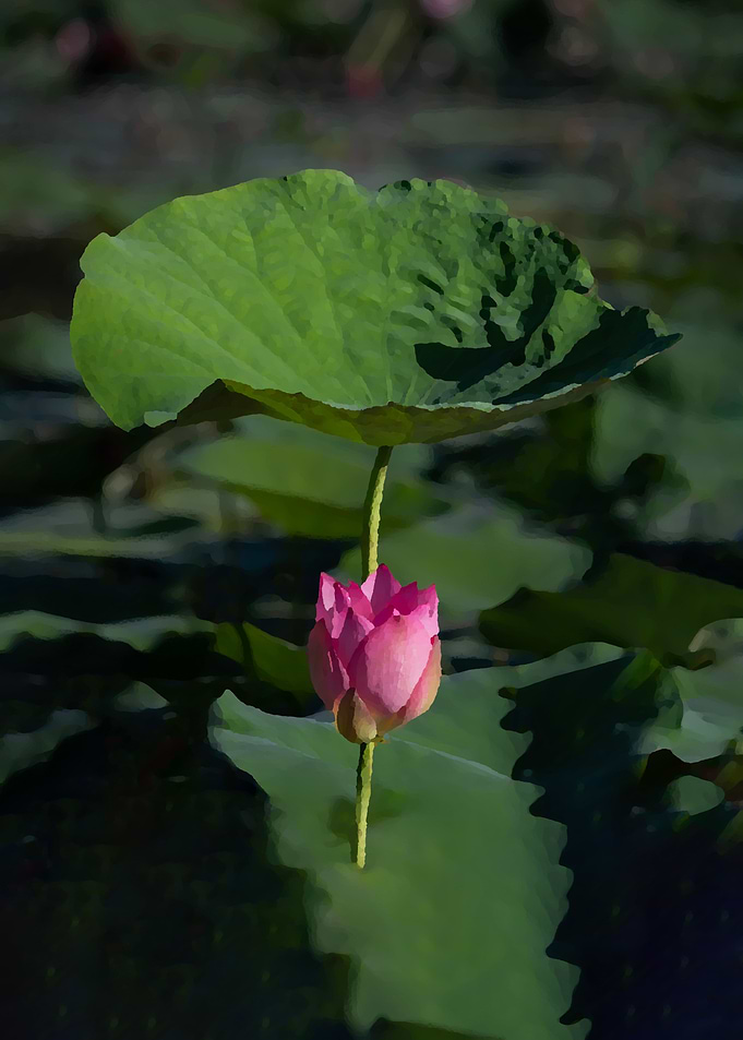 Lotus