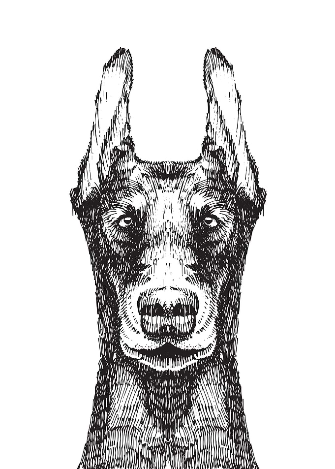 Sketch style doberman dog