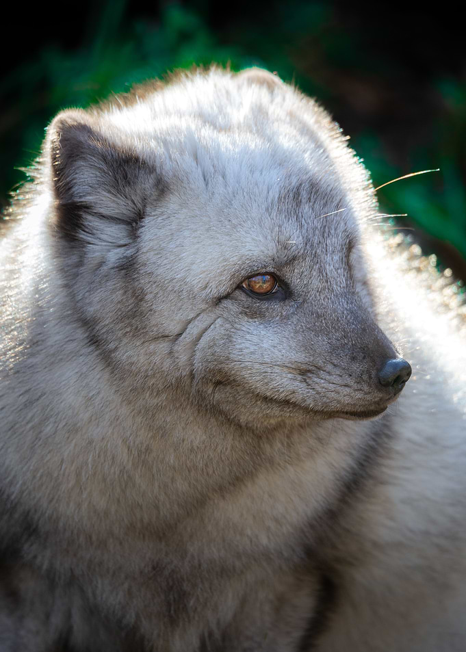 Fluffy polar fox