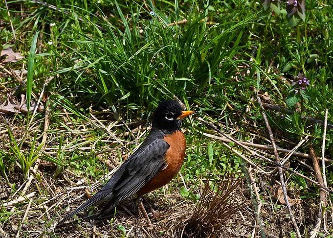 Young Robin