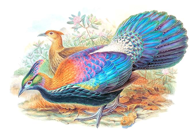 Monal Himalayan Pheasant