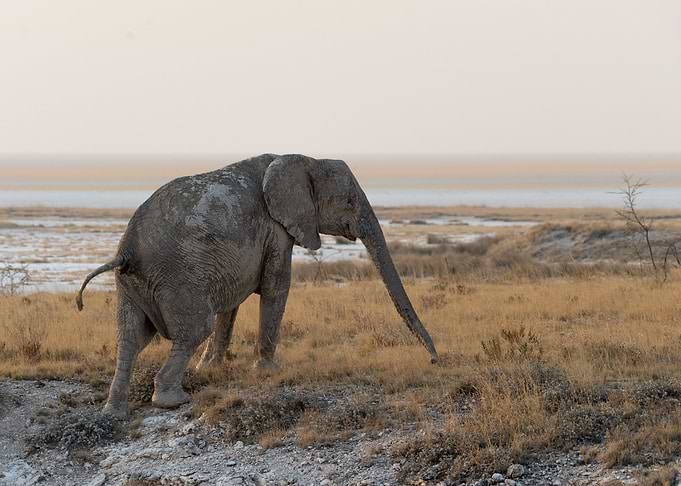 Wild elephant in Namibia