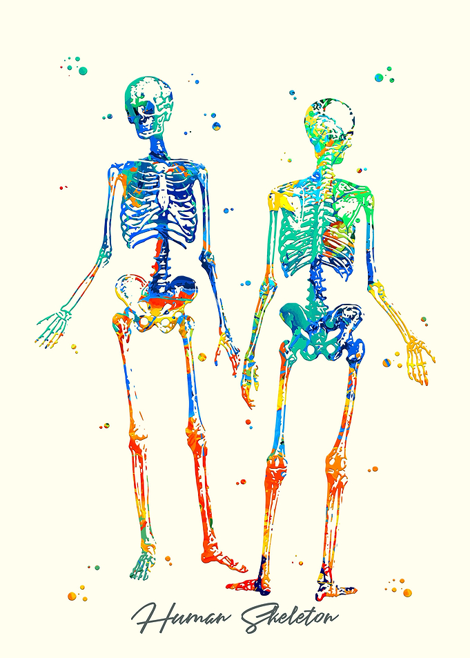 Human Skeleton