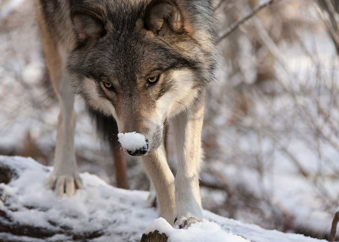 Timber Wolf Having Fun