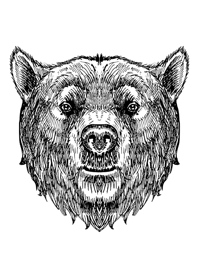 Bear head