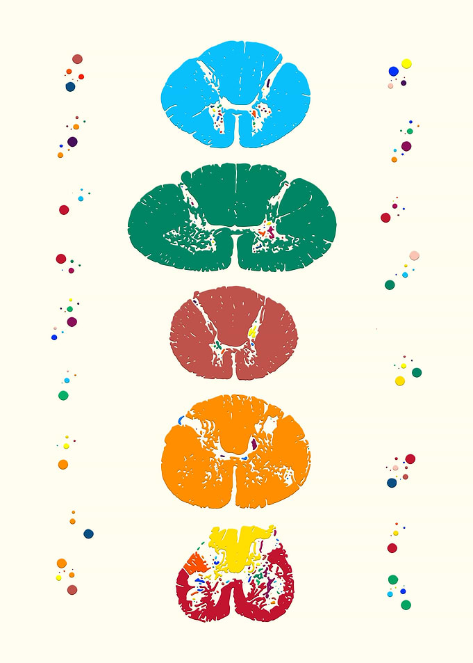 Anatomy Art