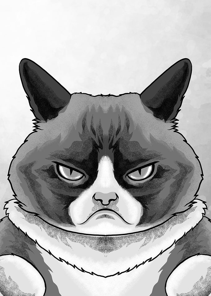 Grumpy Cat Meme