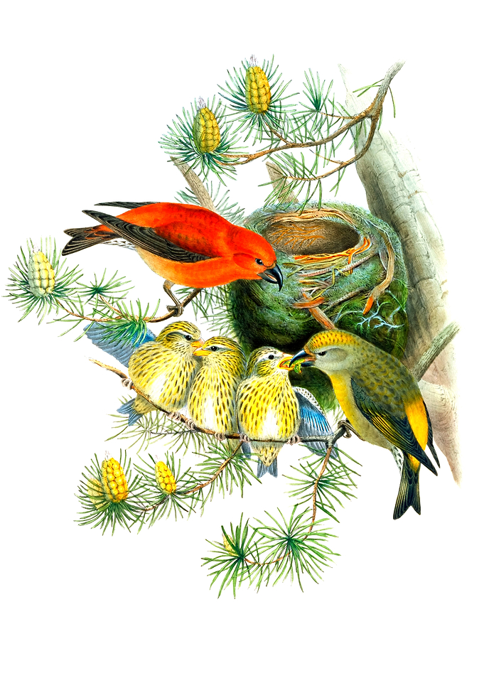 Loxia Curvirostra