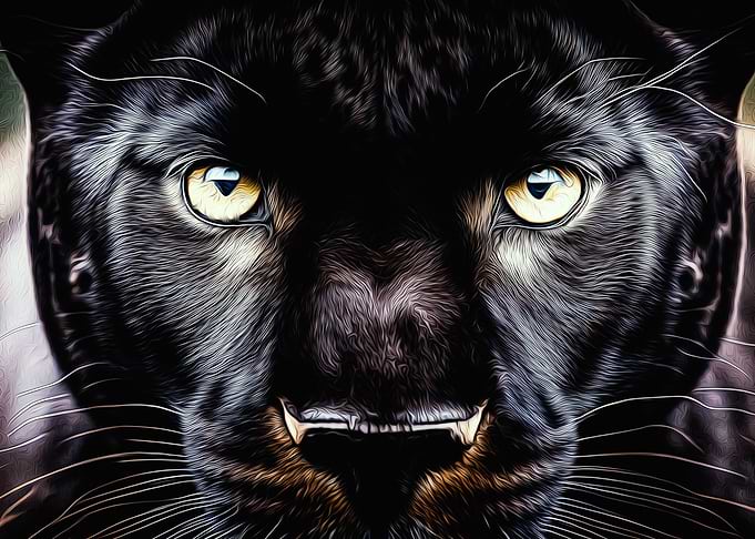 Panther