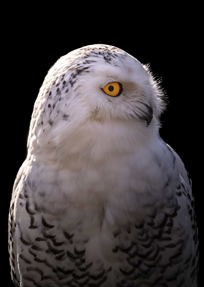 Polar Owl