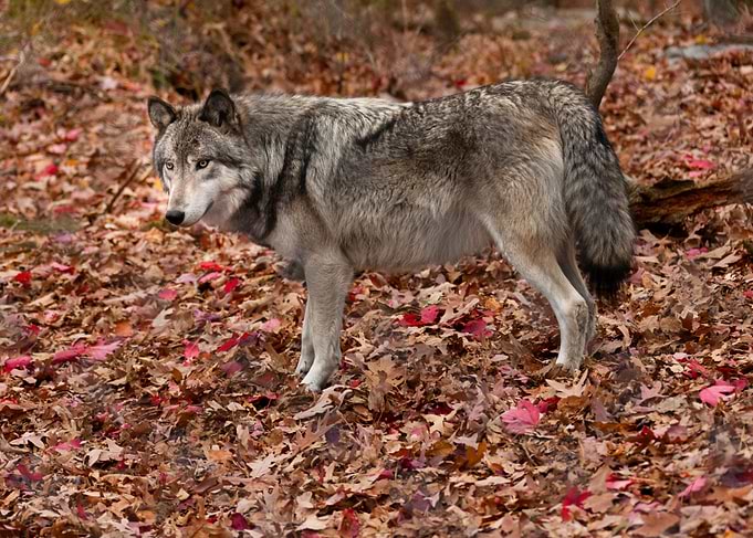 Pensive Timber Wolf