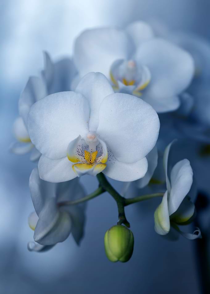 White blooming orchid
