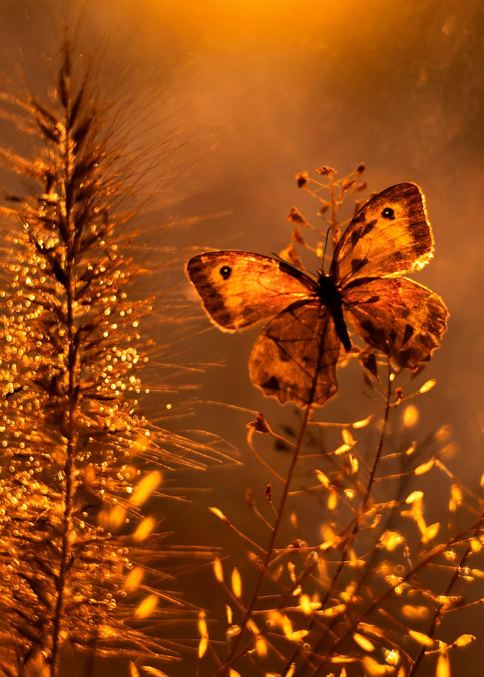 Autumn impression