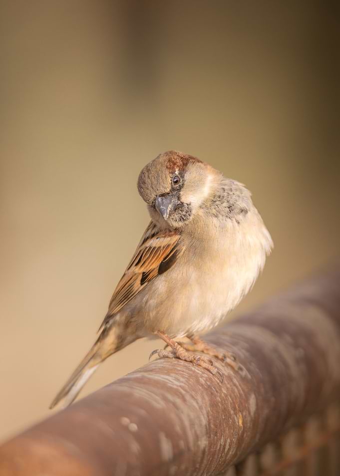 Looking bird