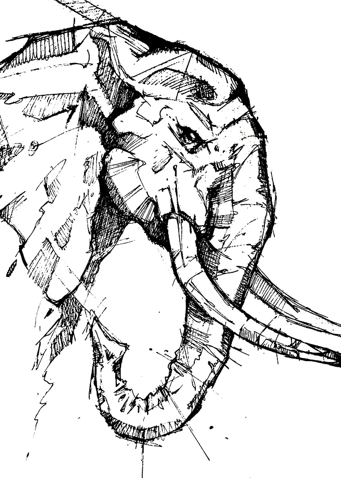 elephant