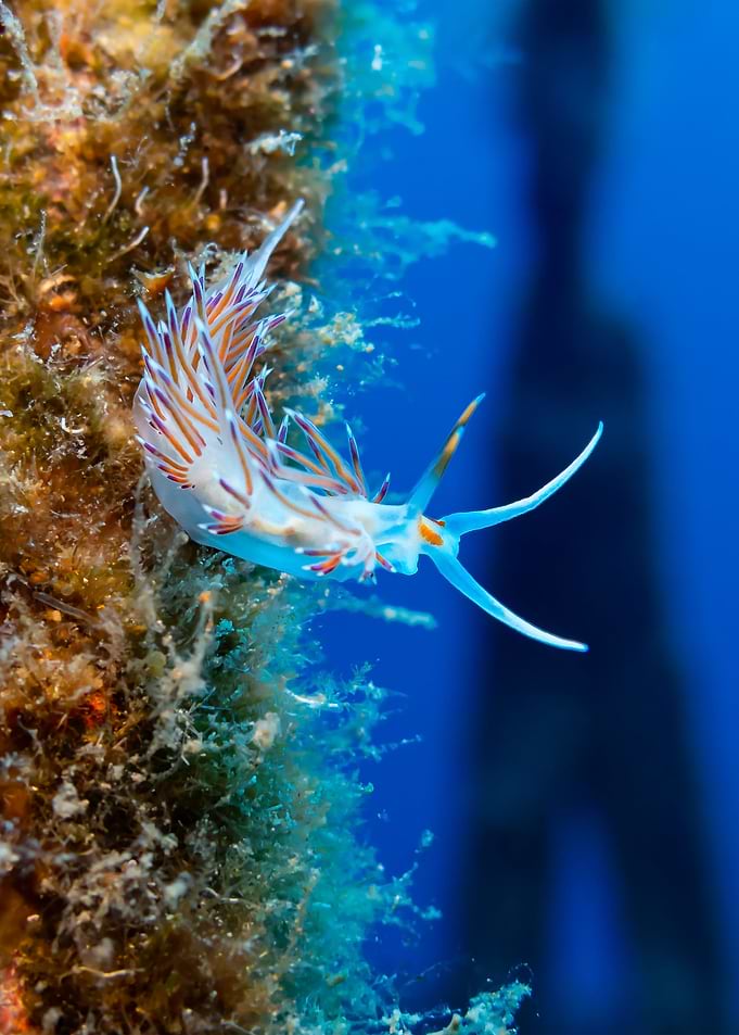 Tricolor Nudibranch