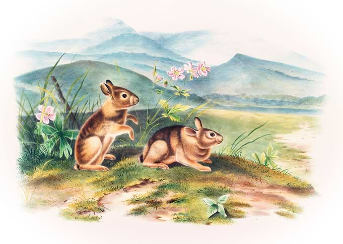 Nuttalls Hare
