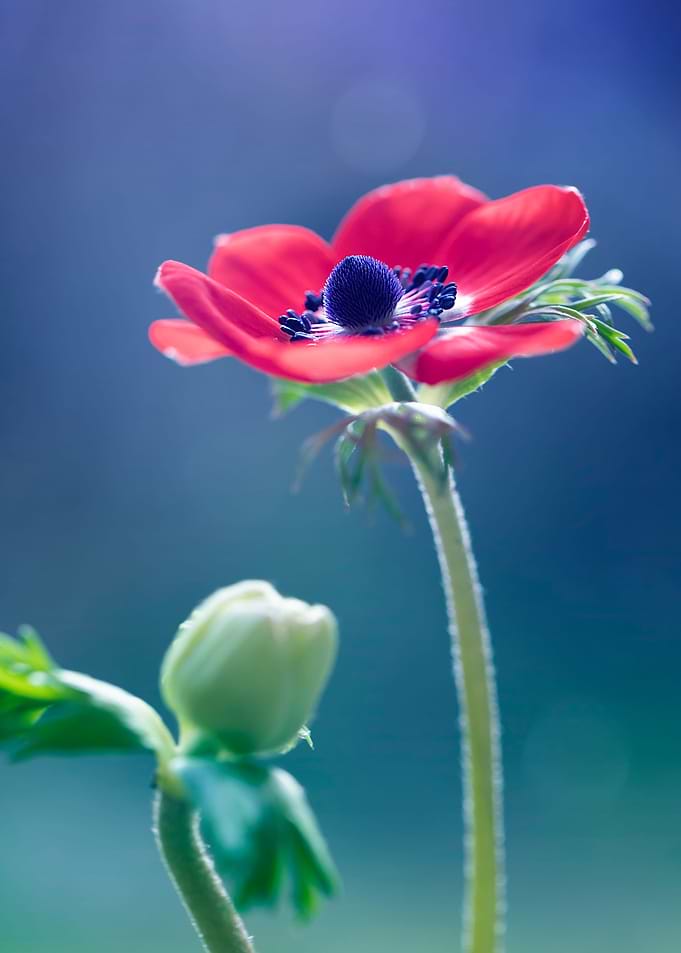 Red blooming anemone