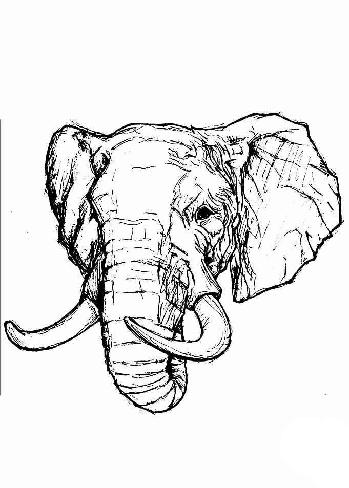 elephant